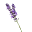 Lavender MC icon